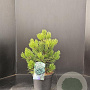 Pinus heldreichii 'Compact Gem' 40-50 cm 7,5L