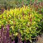 Persicaria a. 'Golden Arrow' GM P9 BIO