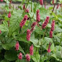 Persicaria a. 'Lisan' GM P9 BIO