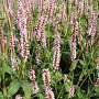 Persicaria a. 'Rosea' GM P9 BIO