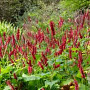 Persicaria a. 'Taurus' GM P9 BIO