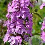 Phlox (M) 'Alpha' GM P9 BIO