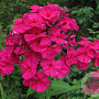 Phlox (P) 'Kirchenfürst' GM P9 BIO