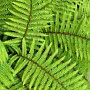 Polystichum polyblepharum GM P9 BIO