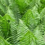 Polystichum set. 'Herrenhausen' GM P9 BIO