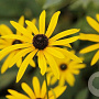 Rudbeckia fulgida deamii GM P9 BIO