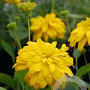 Rudbeckia laciniata 'Goldquelle' GM P9 BIO