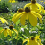 Rudbeckia nitida 'Herbstsonne' GM P9 BIO