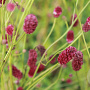 Sanguisorba o. 'Red Thunder' GM P9 BIO