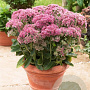 Sedum 'Carl' GM P9 BIO
