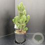 Pinus heldreichii 'Satellit' 40-50 cm 5,0L