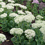 Sedum spectabile 'Stardust' GM P9 BIO
