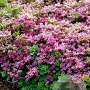 Sedum spurium GM P9 BIO