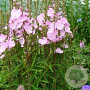 Sidalcea 'Elsie Heugh' GM P9 BIO