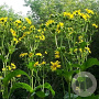 Silphium perfoliatum GM P9 BIO