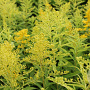 Solidago 'Golden Mosa' GM P9 BIO