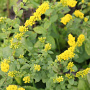 Solidago sphacelata 'Golden Fleece' GM P9 BIO