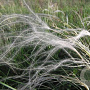 Stipa pennata GM P9 BIO