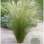 Stipa tenuissima GM P9 BIO