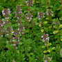 Thymus citriod. 'Bertram Anderson' GM P9 BIO