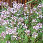 Thymus v. 'Compactus' GM P9 BIO