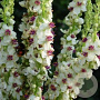 Verbascum chaixii 'Album' GM P9 BIO