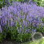 Salvia nemorosa 'BlauhÃ¼gel' GM P9 BIO