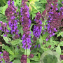Salvia nem. 'Ostfriesland' GM P9 BIO