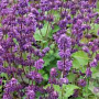 Salvia vert. 'Purple Rain' GM P9 BIO