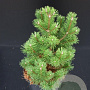 Pinus mugo 'Gnom' 30-40 cm 5,0L