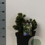 Pinus mugo 'Humpy' 20-25 cm 5,0L