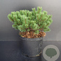 Pinus mugo 'Klosterkötter' 25-30 cm 5,0L