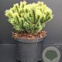 Pinus mugo 'Ophir' 20-25 cm 5,0L