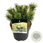 Pinus mugo 'Ophir' 20-25 cm 5,0L