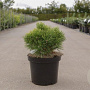Pinus mugo 'Ophir' 30-40 cm 7,5L