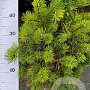 Pinus mugo pumilio 50-60 cm 10L