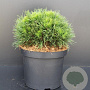 Pinus mugo 'Varella' 25-30 cm 5,0L