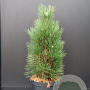 Pinus nigra 'Green Tower' 60-80 cm 7,5L