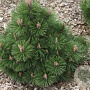 Pinus nigra 'Helga' 30-40 cm 5,0L