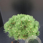 Pinus nigra 'Nana' 50-60 cm 7,5L