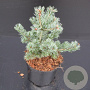 Pinus parv. 'Negishi' 30-40 cm 5,0L