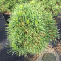 Pinus sylv. 'Globosa Viridis' 60-80 cm 7,5L