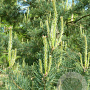 Pinus sylv. 'Repens' 80-100 cm 7,5L