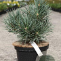 Pinus sylv. 'Watereri' 30-40 cm 5,0L