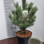 Pinus sylv. 'Watereri' 40-50 cm 7,5L