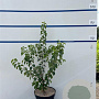 Prunus mahaleb 60-80 cm 7,5L