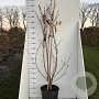Prunus ser. 'Kanzan' 175-200 cm 20L