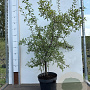 Prunus spinosa 80-100 cm 7,5L