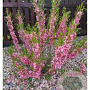 Prunus tenella 'Fire Hill' 60-80 cm 7,5L