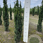 Taxus b. 'Fastigiata Robusta' 80-100 cm met kluit